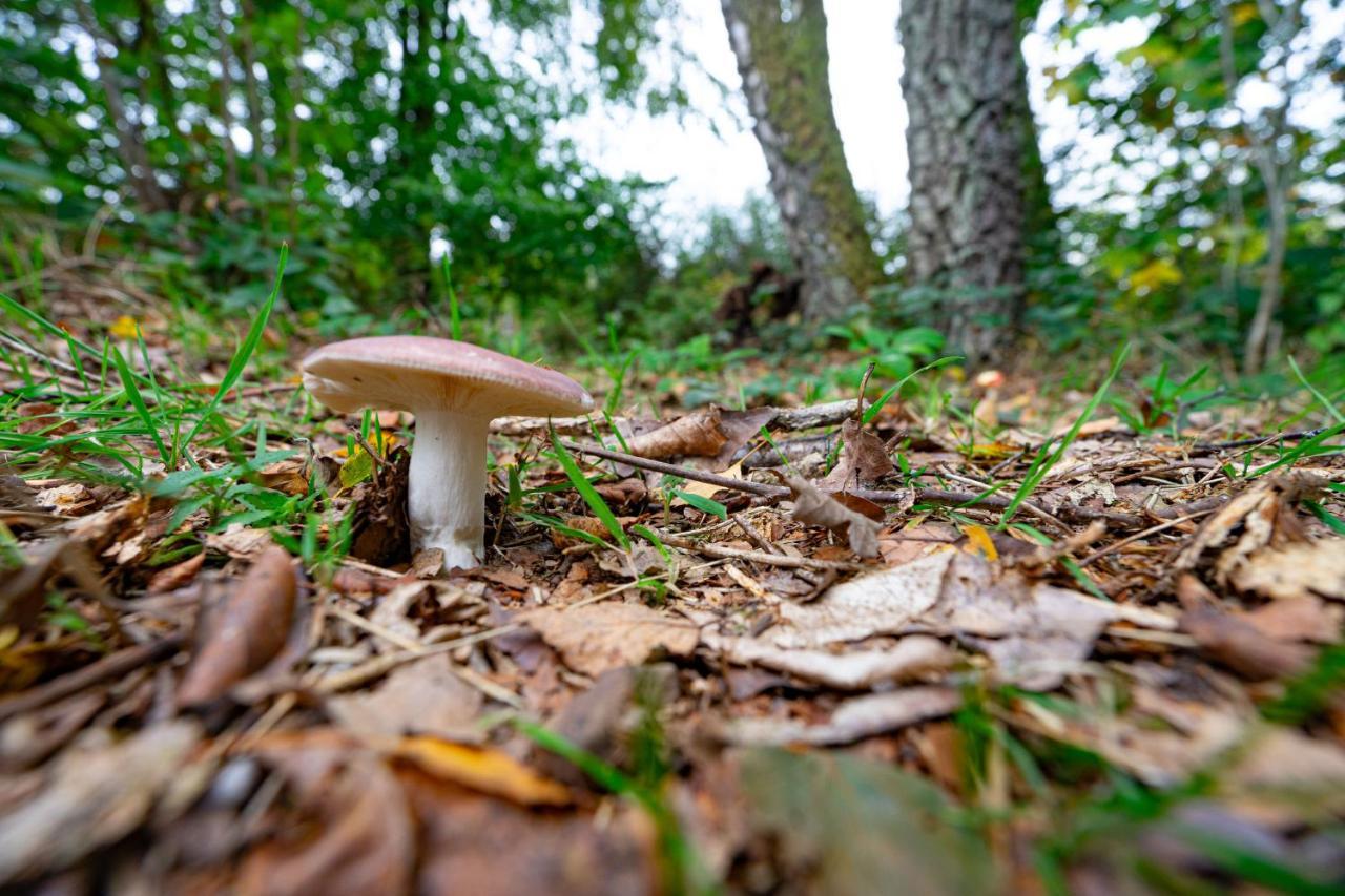 Au Ptit Bois Charmant La-Roche-en-Ardenne Luaran gambar